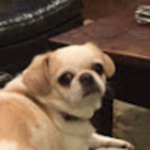 Meet your Posher, Tilly